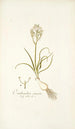 Ornithogalum comosum - Nikolaus Joseph Freiherr von Jacquin — vista de la obra