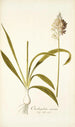 Ornithogalum conicum - Nikolaus Joseph Freiherr von Jacquin — vista de la obra