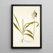 Ornithogalum conicum - Nikolaus Joseph Freiherr von Jacquin — cuadro enmarcado en la pared