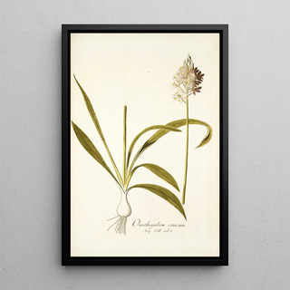 Nikolaus Joseph Freiherr von Jacquin - Ornithogalum conicum.webp