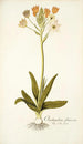 Ornithogalum flavescens - Nikolaus Joseph Freiherr von Jacquin — vista de la obra
