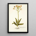 Ornithogalum flavescens - Nikolaus Joseph Freiherr von Jacquin — cuadro enmarcado en la pared
