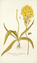 Ornithogalum flavissimum - Nikolaus Joseph Freiherr von Jacquin — vista de la obra