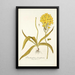 Ornithogalum flavissimum - Nikolaus Joseph Freiherr von Jacquin — cuadro enmarcado en la pared