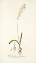 Ornithogalum fuscatum - Nikolaus Joseph Freiherr von Jacquin — vista de la obra