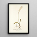Ornithogalum fuscatum - Nikolaus Joseph Freiherr von Jacquin — cuadro enmarcado en la pared