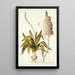 Ornithogalum lacteum - Nikolaus Joseph Freiherr von Jacquin — cuadro enmarcado en la pared