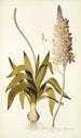 Ornithogalum lacteum - Nikolaus Joseph Freiherr von Jacquin — vista de la obra