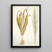 Ornithogalum latifolium - Nikolaus Joseph Freiherr von Jacquin — cuadro enmarcado en la pared
