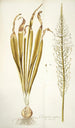 Ornithogalum latifolium - Nikolaus Joseph Freiherr von Jacquin — vista de la obra