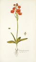 Ornithogalum miniatum - Nikolaus Joseph Freiherr von Jacquin — vista de la obra