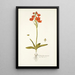 Ornithogalum miniatum - Nikolaus Joseph Freiherr von Jacquin — cuadro enmarcado en la pared