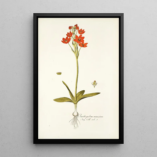 Nikolaus Joseph Freiherr von Jacquin - Ornithogalum miniatum.webp
