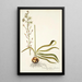 Ornithogalum odoratum - Nikolaus Joseph Freiherr von Jacquin — cuadro enmarcado en la pared