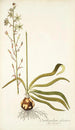 Ornithogalum odoratum - Nikolaus Joseph Freiherr von Jacquin — vista de la obra