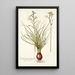 Ornithogalum polyphyllum - Nikolaus Joseph Freiherr von Jacquin — cuadro enmarcado en la pared