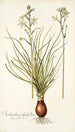 Ornithogalum polyphyllum - Nikolaus Joseph Freiherr von Jacquin — vista de la obra