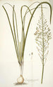 Ornithogalum pyramidale - Nikolaus Joseph Freiherr von Jacquin — vista de la obra