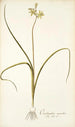 Ornithogalum suaveolens - Nikolaus Joseph Freiherr von Jacquin — vista de la obra