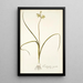 Ornithogalum suaveolens - Nikolaus Joseph Freiherr von Jacquin — cuadro enmarcado en la pared