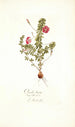 Oxalis hirta - Nikolaus Joseph Freiherr von Jacquin — vista de la obra