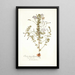 Oxalis hirta varietas - Nikolaus Joseph Freiherr von Jacquin — framed artwork on a wall