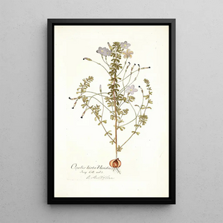 Nikolaus Joseph Freiherr von Jacquin - Oxalis hirta varietas.webp