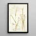 Panicum coloratum - Nikolaus Joseph Freiherr von Jacquin — cuadro enmarcado en la pared