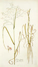 Panicum coloratum - Nikolaus Joseph Freiherr von Jacquin — vista de la obra