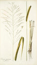 Panicum maximum - Nikolaus Joseph Freiherr von Jacquin — vista de la obra