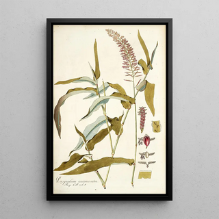 Nikolaus Joseph Freiherr von Jacquin - Paspalum racemosum.webp