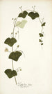 Passiflora lutea - Nikolaus Joseph Freiherr von Jacquin — vista de la obra