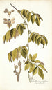 Paullinia cauliflora - Nikolaus Joseph Freiherr von Jacquin — vista de la obra