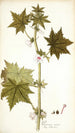 Pavonia urens - Nikolaus Joseph Freiherr von Jacquin — vista de la obra
