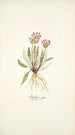 Pedicularis rosa - Nikolaus Joseph Freiherr von Jacquin — vista de la obra