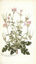 Pelargonium anemonaefolium - Nikolaus Joseph Freiherr von Jacquin — vista de la obra
