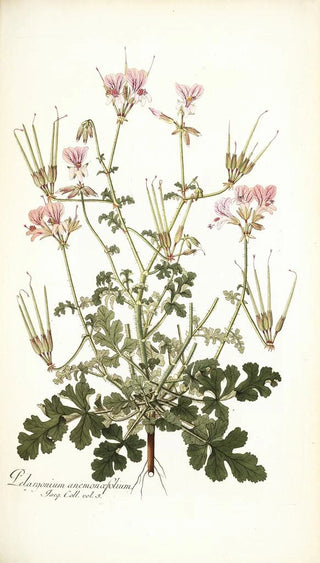 Nikolaus Joseph Freiherr von Jacquin - Pelargonium anemonaefolium.webp