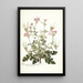 Pelargonium anemonaefolium - Nikolaus Joseph Freiherr von Jacquin — cuadro enmarcado en la pared