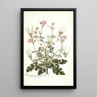 Nikolaus Joseph Freiherr von Jacquin - Pelargonium anemonaefolium.webp