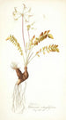 Pelargonium astragalifolium - Nikolaus Joseph Freiherr von Jacquin — vista de la obra