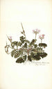 Pelargonium betonicum - Nikolaus Joseph Freiherr von Jacquin — vista de la obra