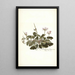 Pelargonium betonicum - Nikolaus Joseph Freiherr von Jacquin — cuadro enmarcado en la pared