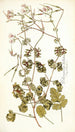 Pelargonium bullatum - Nikolaus Joseph Freiherr von Jacquin — vista de la obra