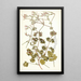 Pelargonium bullatum - Nikolaus Joseph Freiherr von Jacquin — cuadro enmarcado en la pared