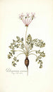Pelargonium carneum - Nikolaus Joseph Freiherr von Jacquin — vista de la obra