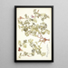 Pelargonium caucalifolium - Nikolaus Joseph Freiherr von Jacquin — cuadro enmarcado en la pared