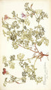 Pelargonium caucalifolium - Nikolaus Joseph Freiherr von Jacquin — vista de la obra