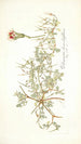 Pelargonium chamaedryfolium - Nikolaus Joseph Freiherr von Jacquin — vista de la obra