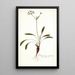 Pelargonium ciliatum - Nikolaus Joseph Freiherr von Jacquin — cuadro enmarcado en la pared