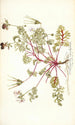 Pelargonium coriandrifolium - Nikolaus Joseph Freiherr von Jacquin — vista de la obra